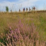Fioritura del brugo - Foto EGAP Parchi Reali
